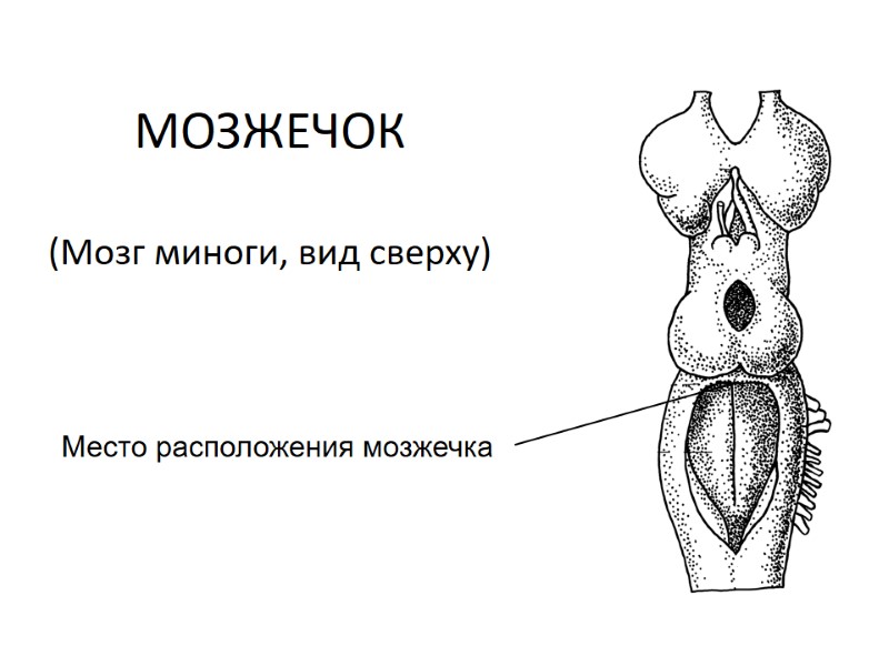 МОЗЖЕЧОК  (Мозг миноги, вид сверху) Место расположения мозжечка